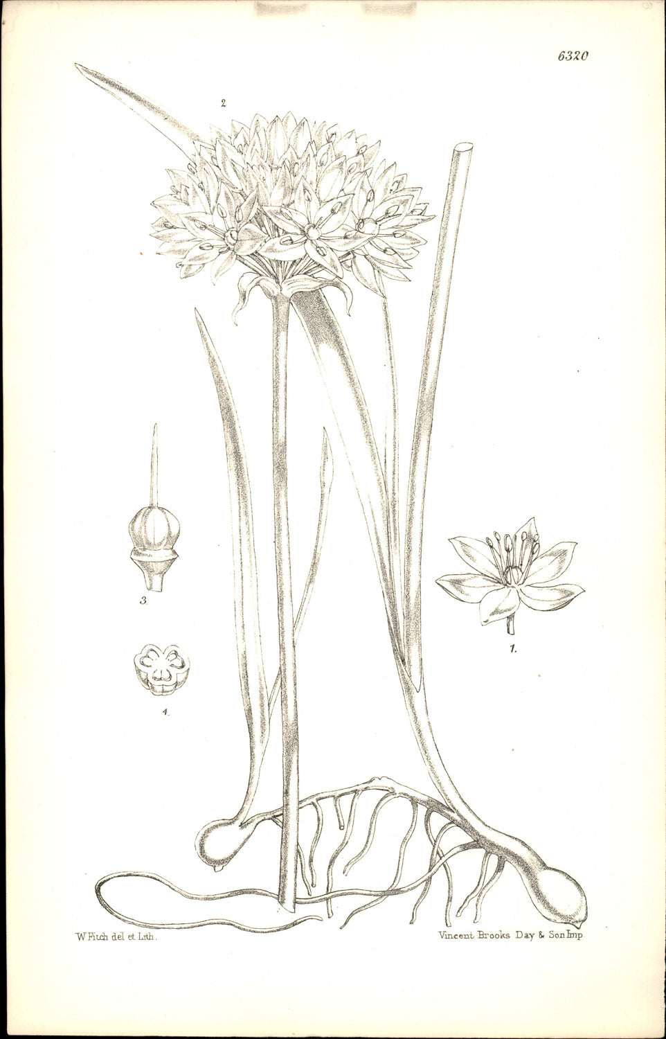 Curtis Botanical – Plate 6320 – One-leafed Onion / Single-leaf Onion