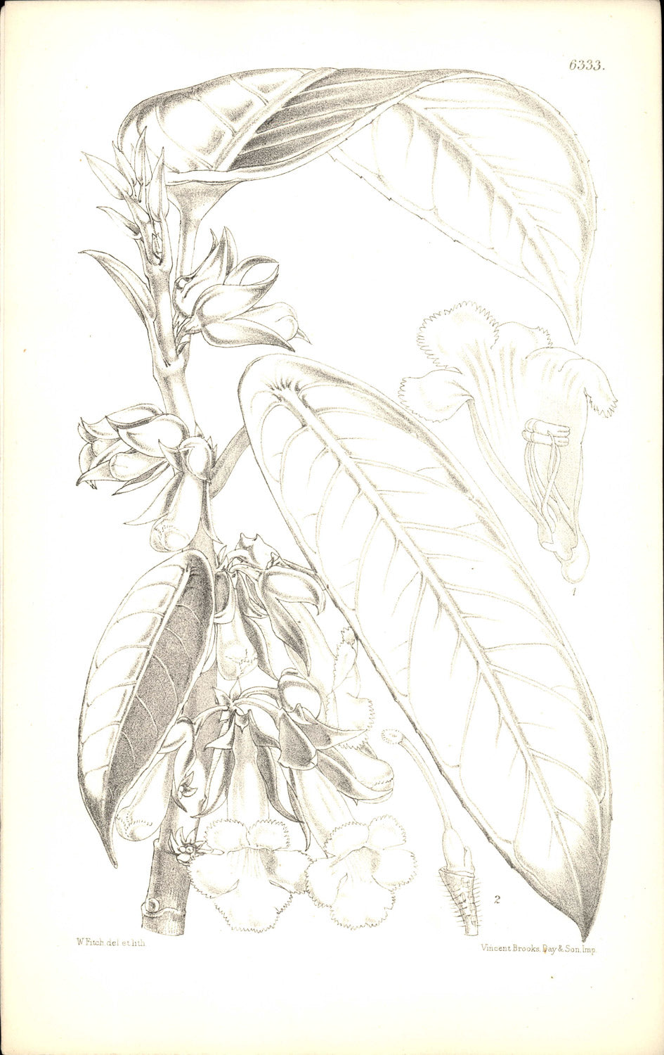 Curtis Botanical – Plate 6333 – Shield-leafed Alloplectus