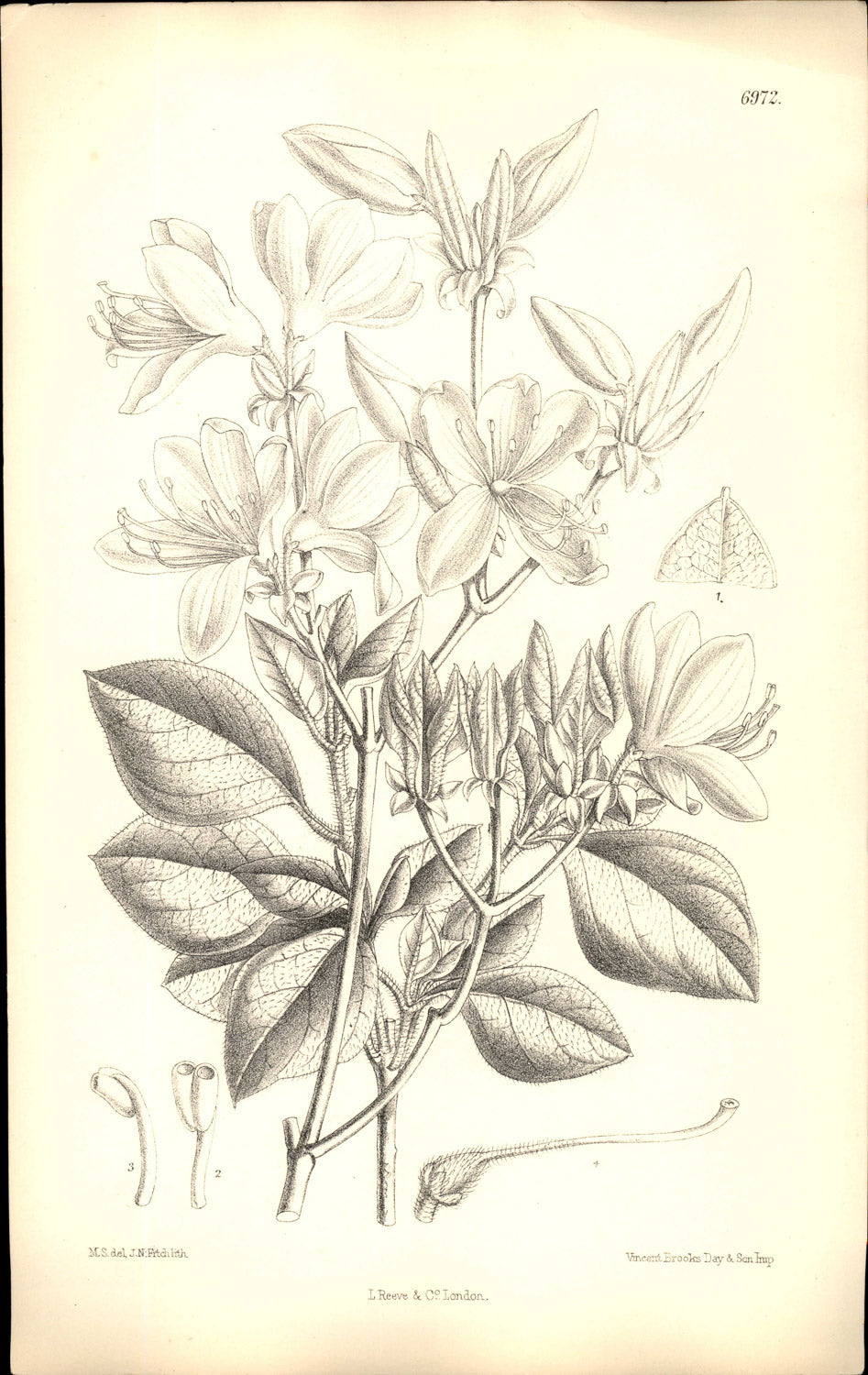 Curtis Botanical – Plate 6972 – Rhombic-leafed Rhododendron