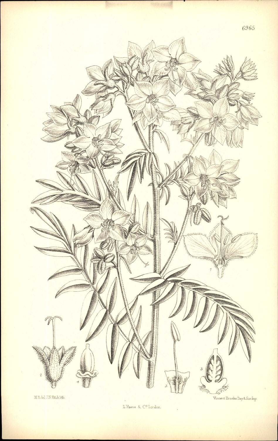 Curtis Botanical β Plate 6965 β Yellow Jacob's Ladder