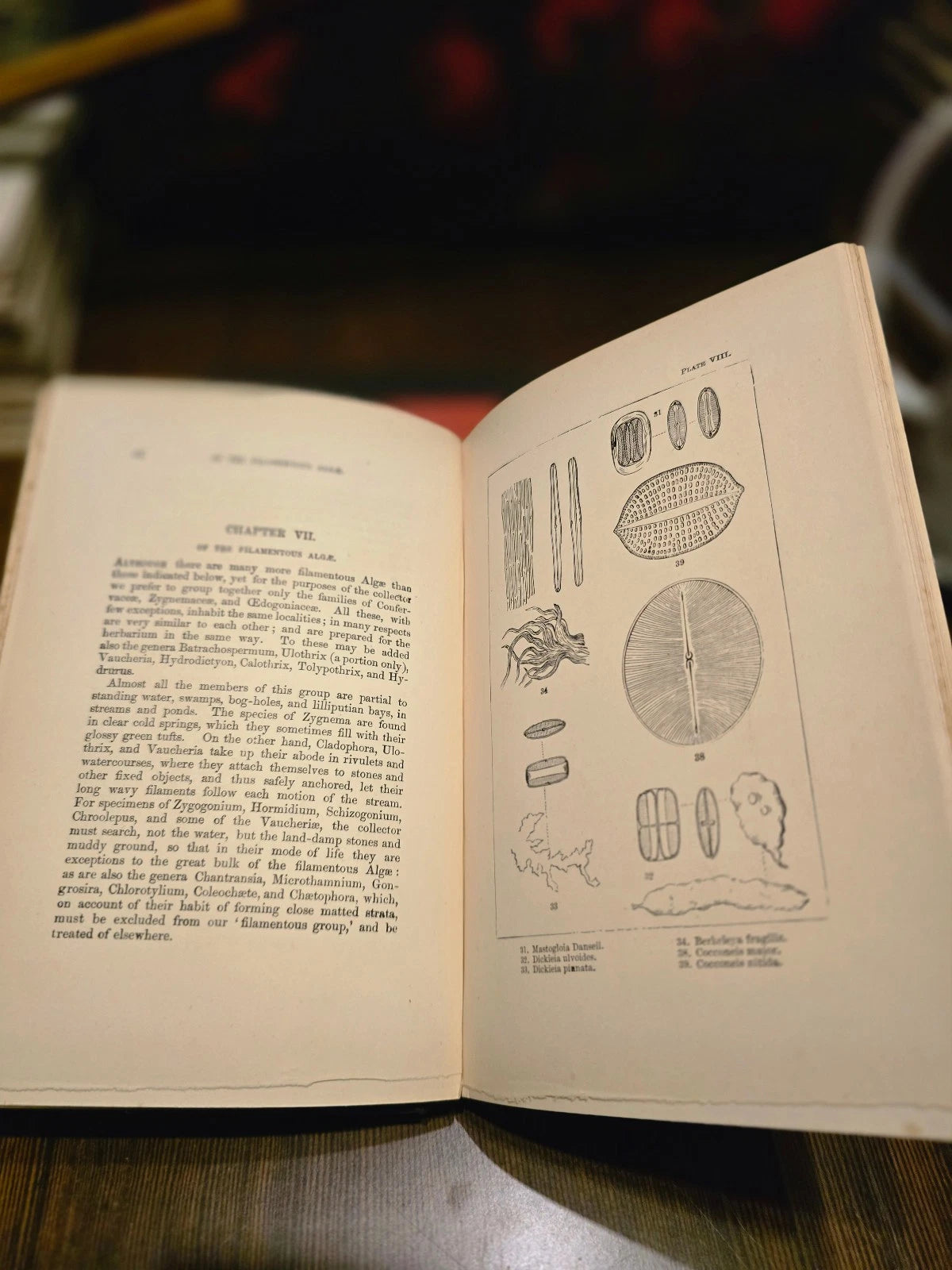 The Collectorâs Handy-Book of Algae, Fungi, Lichens, Mosses by Johann Nave - ...