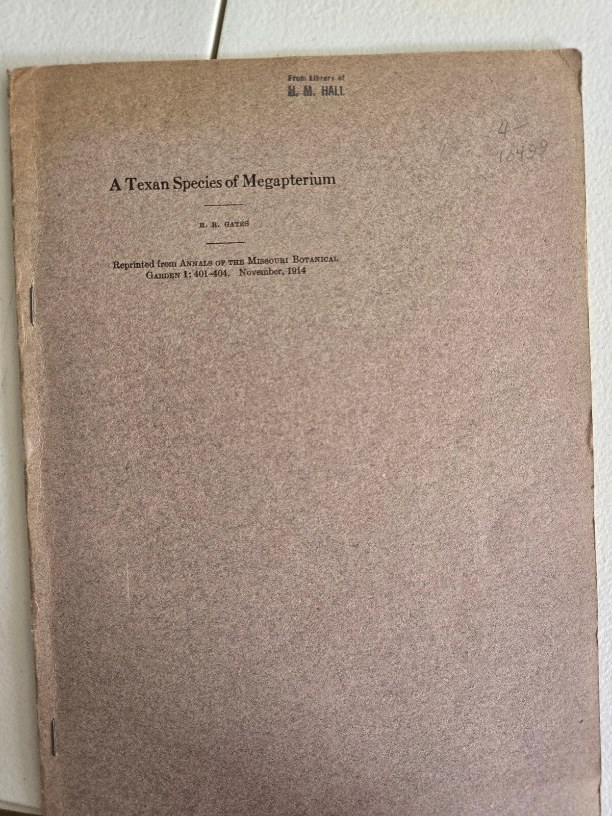 A Texan Species of Megapterium (1914) by R. Ruggles Gates
