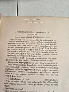 A Texan Species of Megapterium (1914) by R. Ruggles Gates