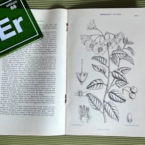 Curtis's Botanical Magazine | Uncolored Specimen Plate | History c.1787-1914