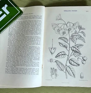 Curtis's Botanical Magazine | Uncolored Specimen Plate | History c.1787-1914