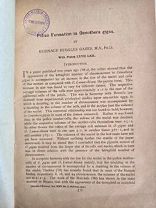 Pollen Formation in Oenothera gigas (1911) by Reginald Ruggles Gates
