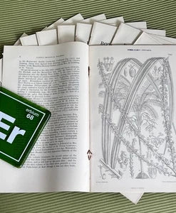 Curtis's Botanical Magazine | Uncolored Specimen Plate | History c.1787-1914