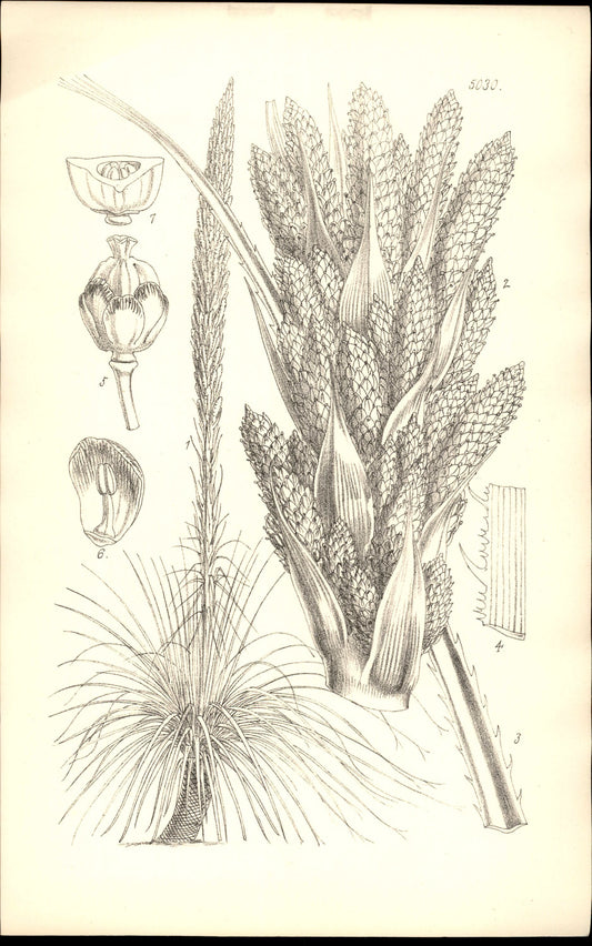 Curtis Botanical – Plate 5030 – Desert Spoon / Green Desert Spoon / Sotol