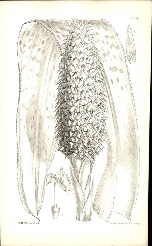 Curtis Botanical – Plate 6329 – Veitch's Aechmea / Bromeliad Torch