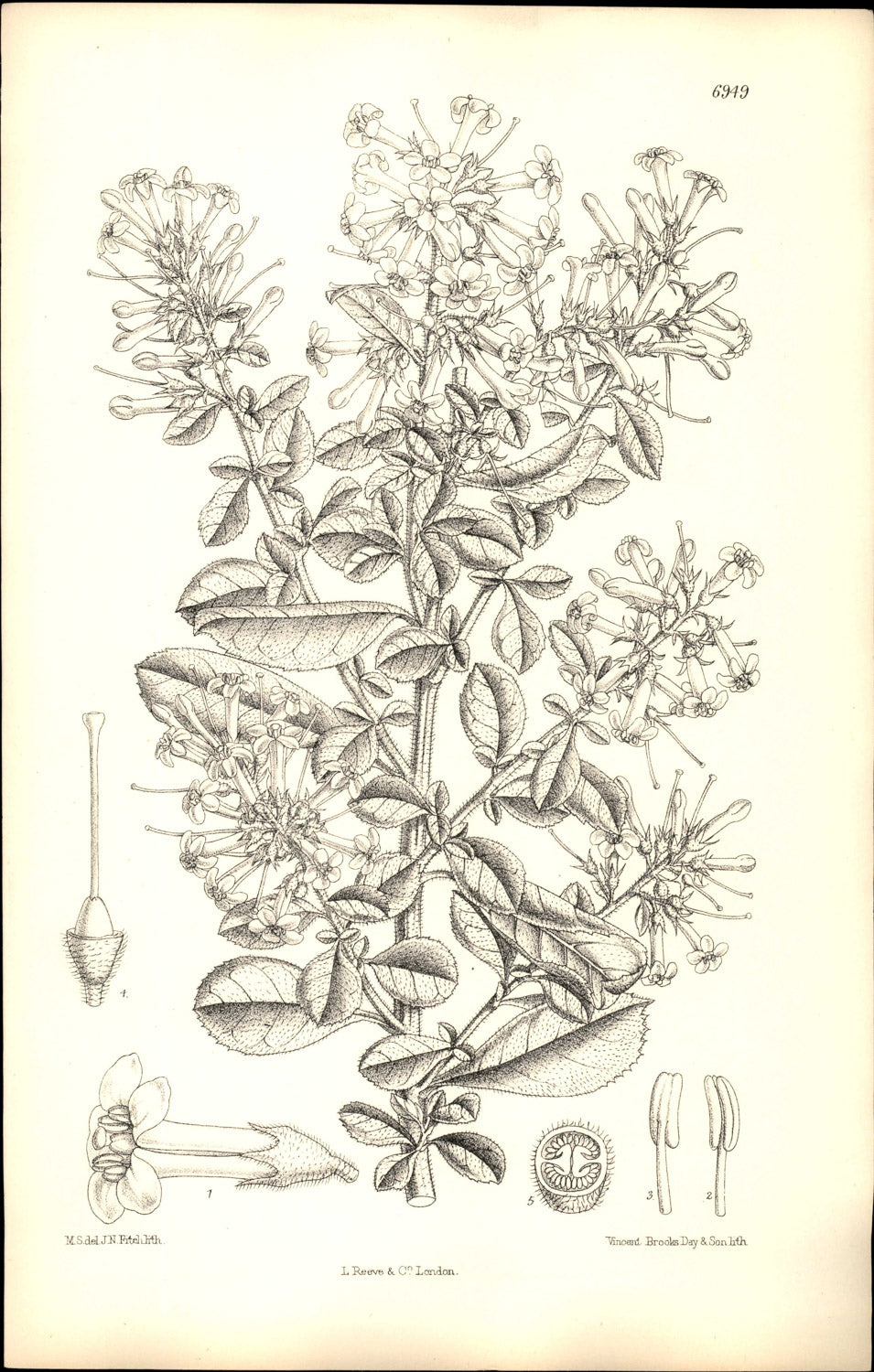 Curtis Botanical – Plate 6949 – Revolute Escallonia / Chilean Heather
