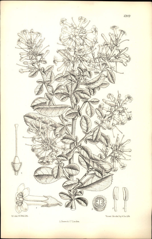 Curtis Botanical – Plate 6949 – Revolute Escallonia / Chilean Heather