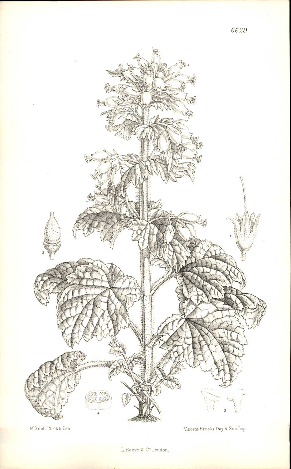 Curtis Botanical – Plate 6629 – Golden Figwort