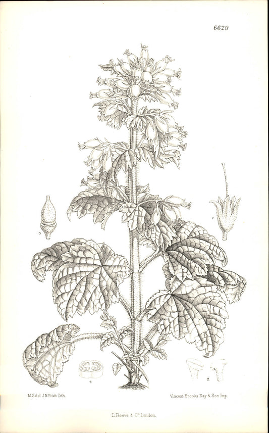 Curtis Botanical – Plate 6629 – Golden Figwort