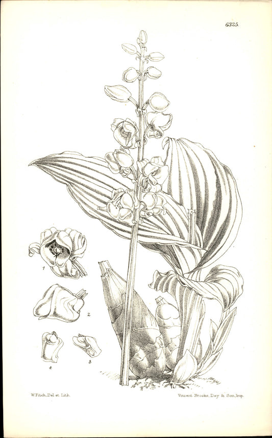 Curtis Botanical – Plate 6325 – Joseph's Adder's Mouth Orchid / Joseph's Malaxis