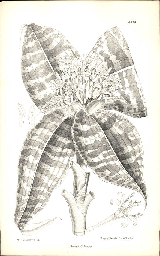 Curtis Botanical – Plate 6630 – Queen of Dracaenas / Goldie's Dragon Tree