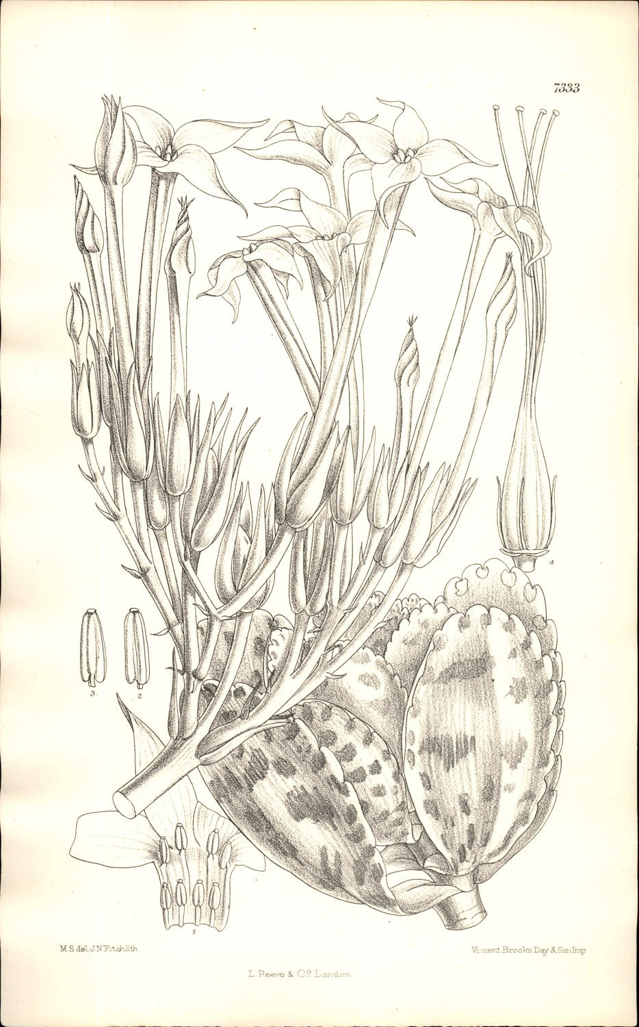 Curtis Botanical – Plate 7333 – —