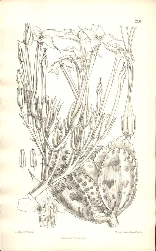 Curtis Botanical – Plate 7333 – —