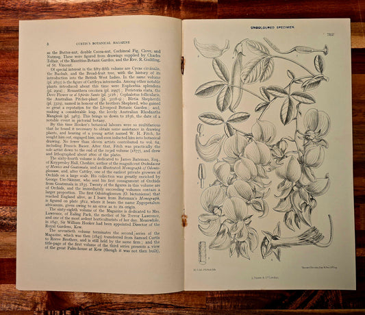 A Short History of Curtis's Botanical Magazine Antique Booklet