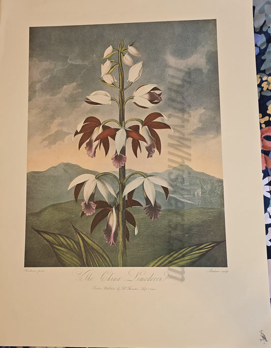 Temple of Flora Print – "The China Limodoron" (Thornton, Crane Press)