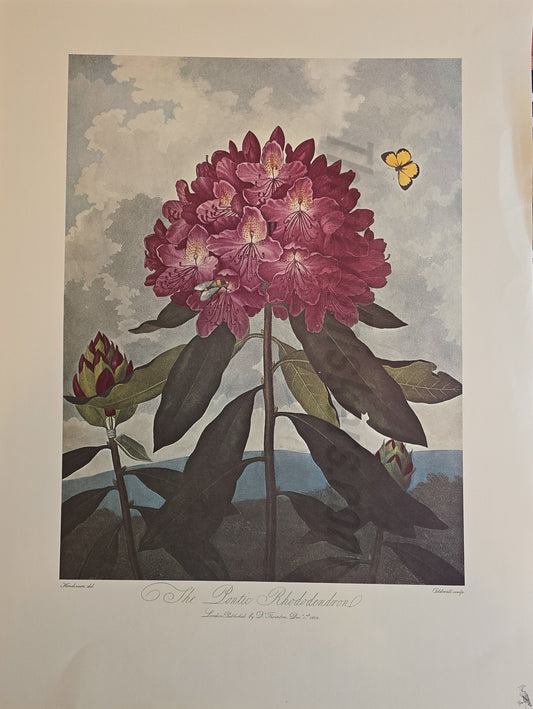 Temple of Flora Print – "The Pontic Rhododendron" (Thornton, Crane Press)