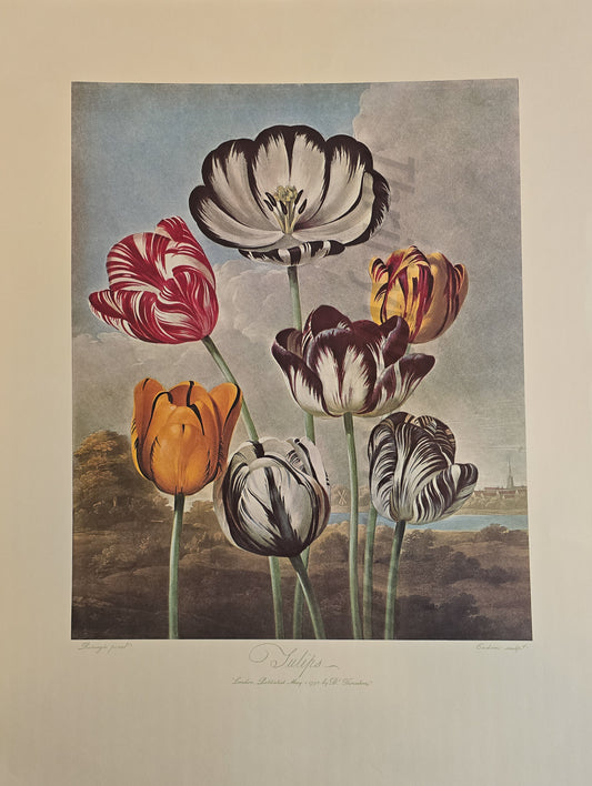 Temple of Flora Print – "Tulips" (Thornton, Crane Press)
