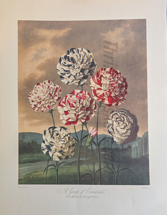 Temple of Flora Print – "A Group of Carnations" (Thornton, Crane Press)