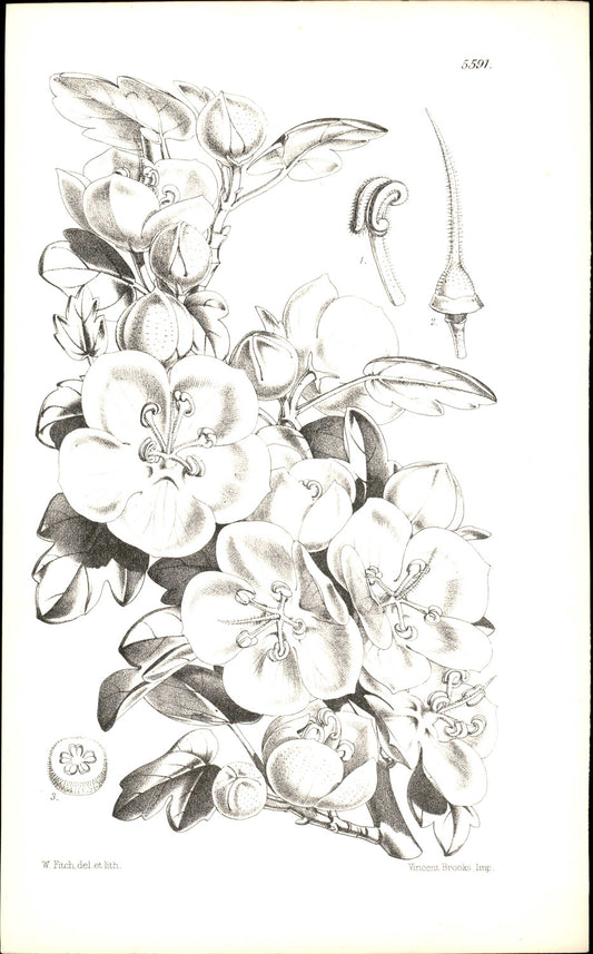 Curtis Botanical – Plate 5591 – Flannel Bush / California Flannel Bush