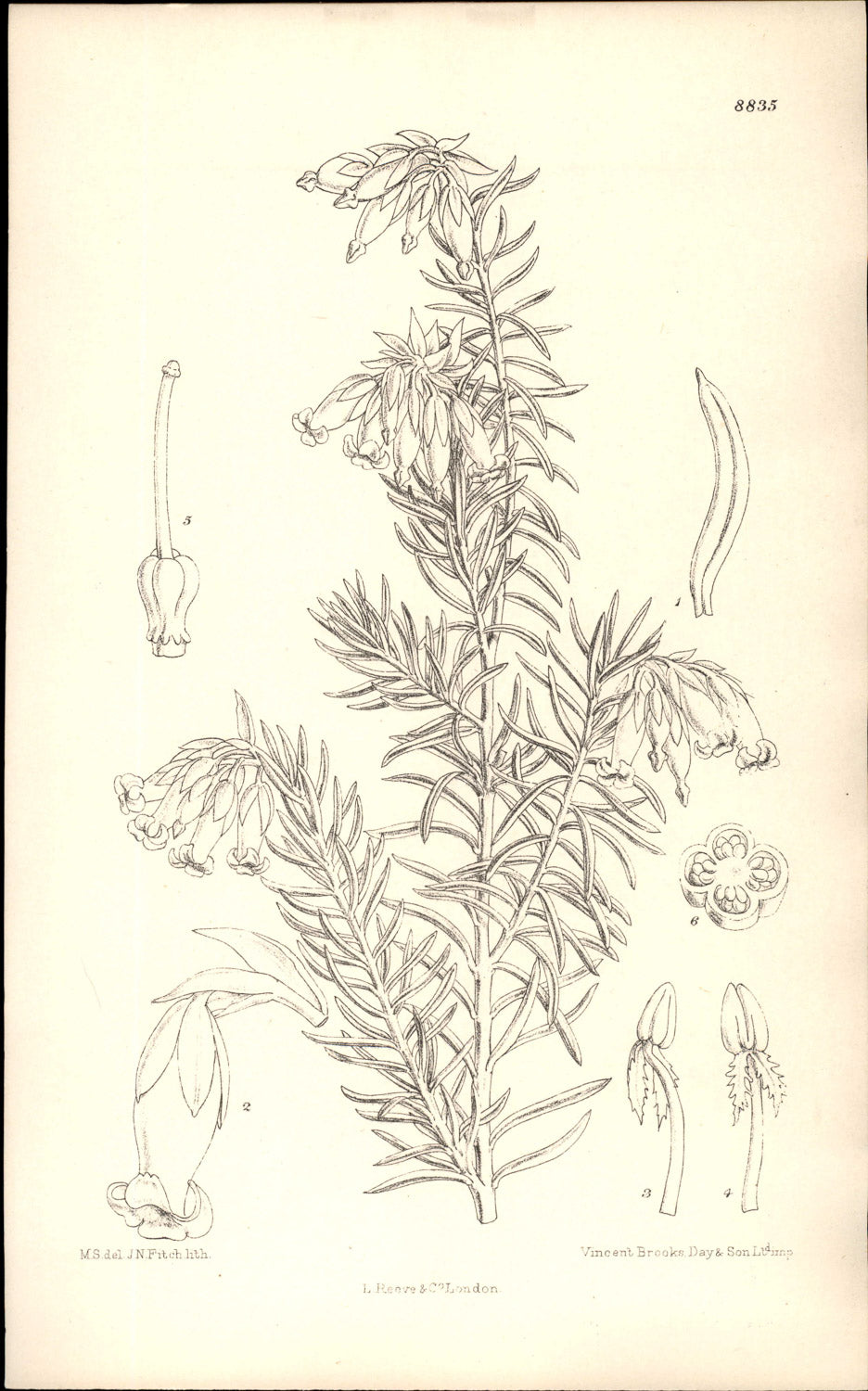 Curtis Botanical – Plate 8835 – Harold's Heath