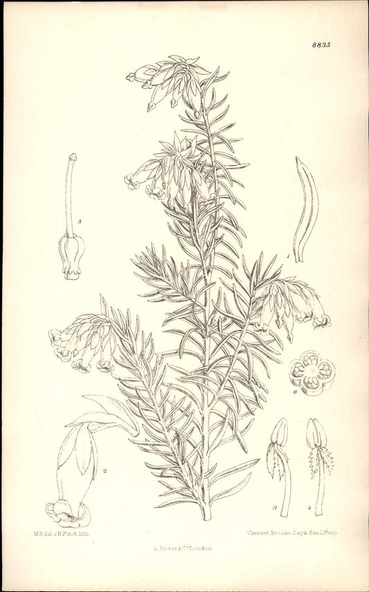Curtis Botanical – Plate 8835 – Harold's Heath