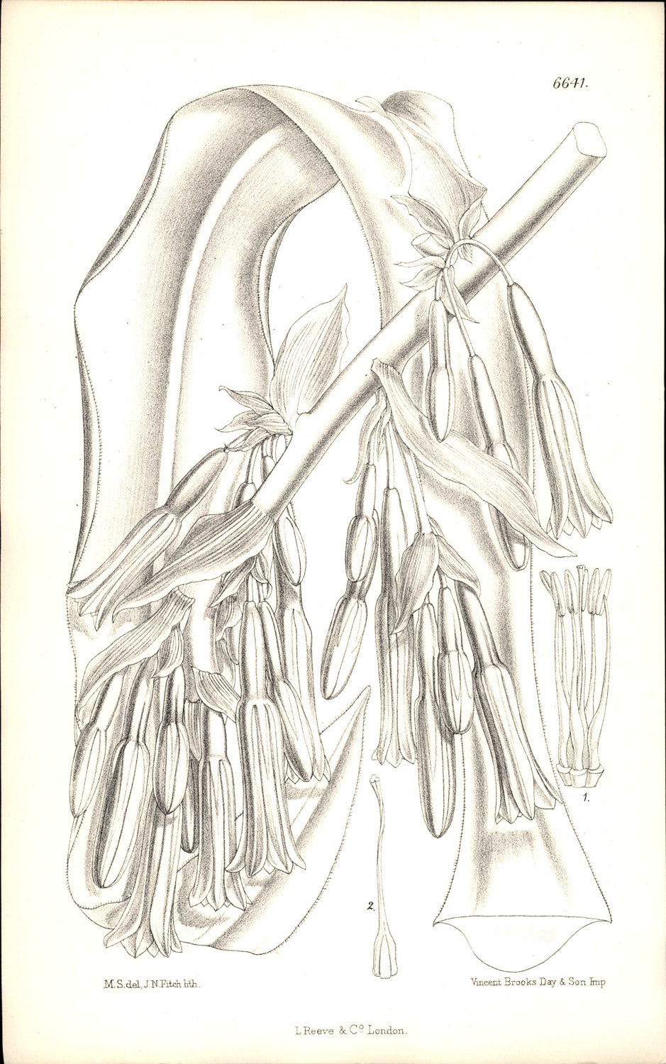 Curtis Botanical – Plate 6641 – Bracted Beschorneria / Mexican Lily