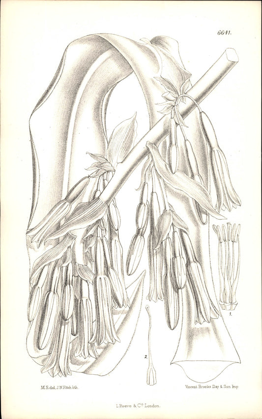 Curtis Botanical – Plate 6641 – Bracted Beschorneria / Mexican Lily