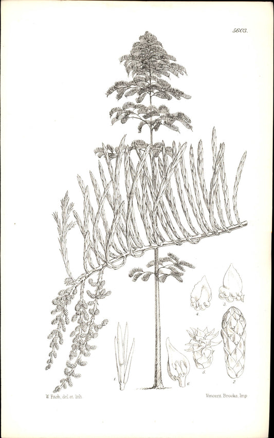 Curtis Botanical – Plate 5603 – Chinese Swamp Cypress / Water Pine