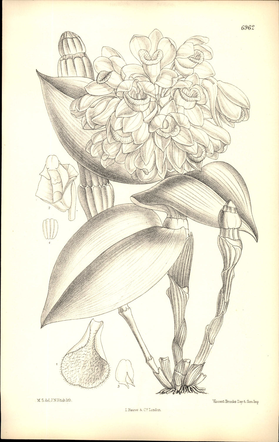 Curtis Botanical – Plate 6962 – Grooved Dendrobium