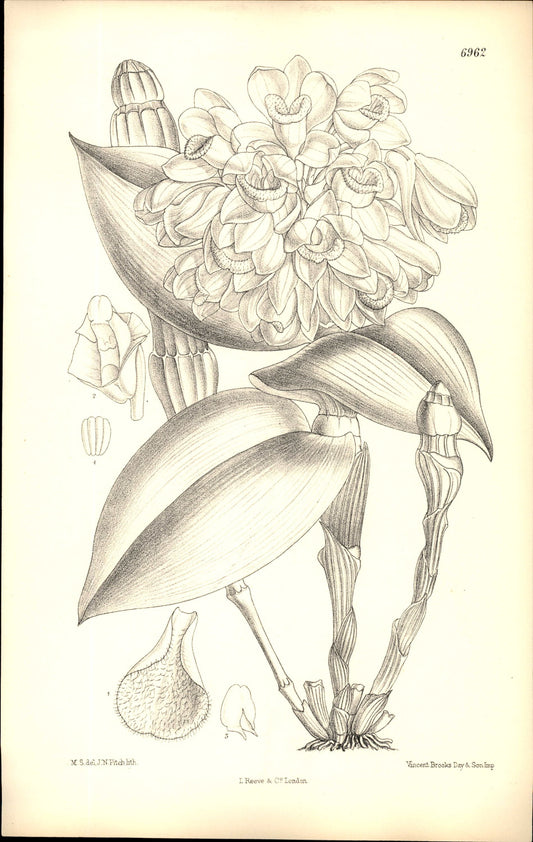 Curtis Botanical – Plate 6962 – Grooved Dendrobium