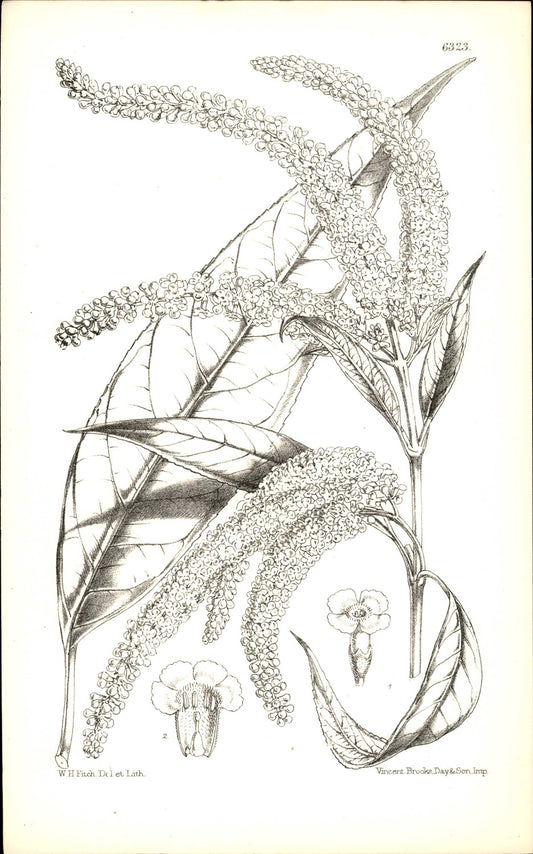 Curtis Botanical – Plate 6323 – Asian Butterfly Bush / White Weeping Butterfly Bush