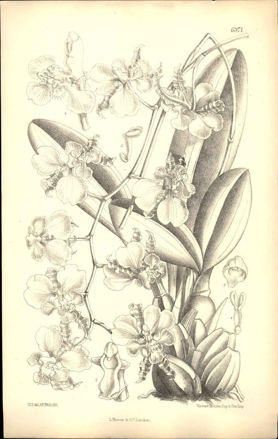 Curtis Botanical – Plate 6971 – Bee Orchid / Wasp-mimic Oncidium
