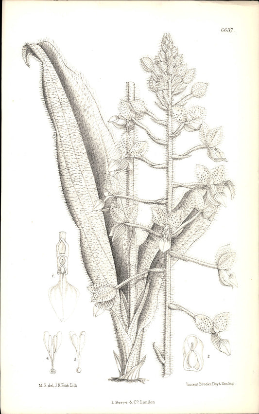 Curtis Botanical – Plate 6637 – Spotted Ponthieva / Shadow Witch Orchid