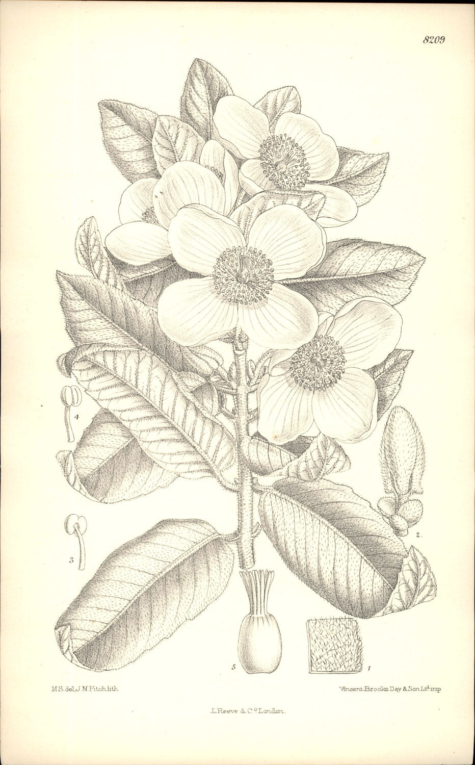 Curtis Botanical – Plate 8209 – Ulmo / Heart-leafed Eucryphia
