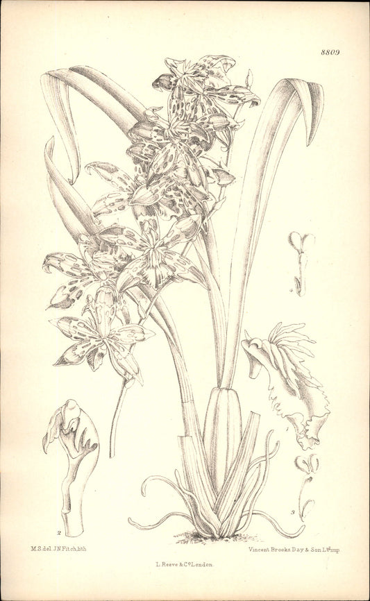 Curtis Botanical – Plate 8809 – Crested Odontoglossum Orchid