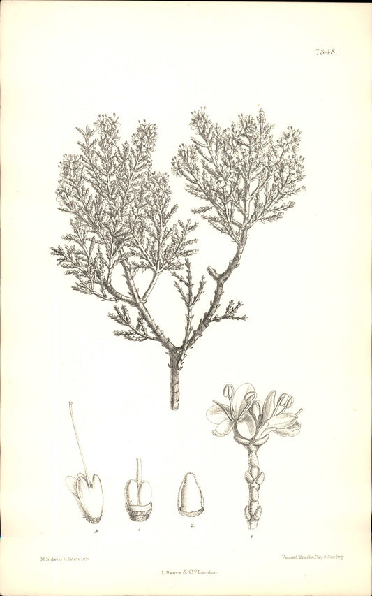 Curtis Botanical – Plate 7348 – Cypress-leafed Hebe / Whipcord Hebe