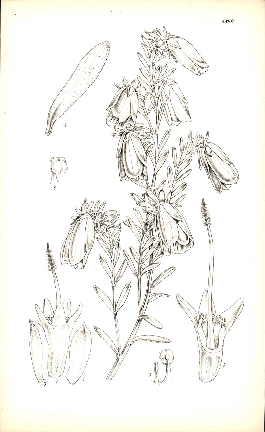 Curtis Botanical – Plate 4860 – —
