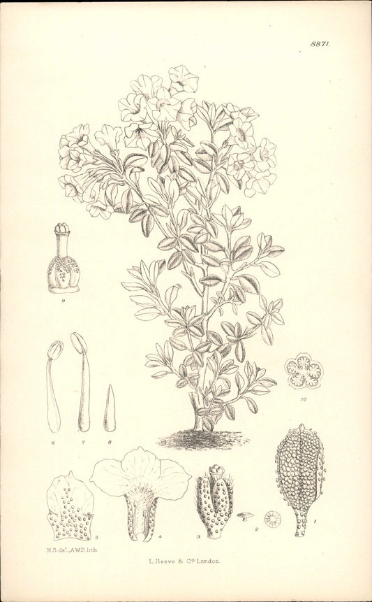 Curtis Botanical – Plate 8871 – Sargent's Rhododendron / Dwarf White Rhododendron