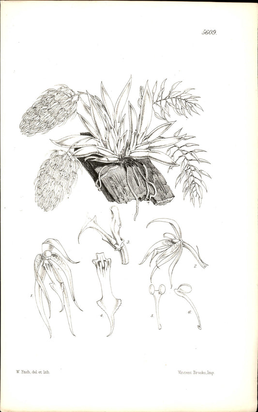 Curtis Botanical – Plate 5609 – Two-coloured Notylia Orchid