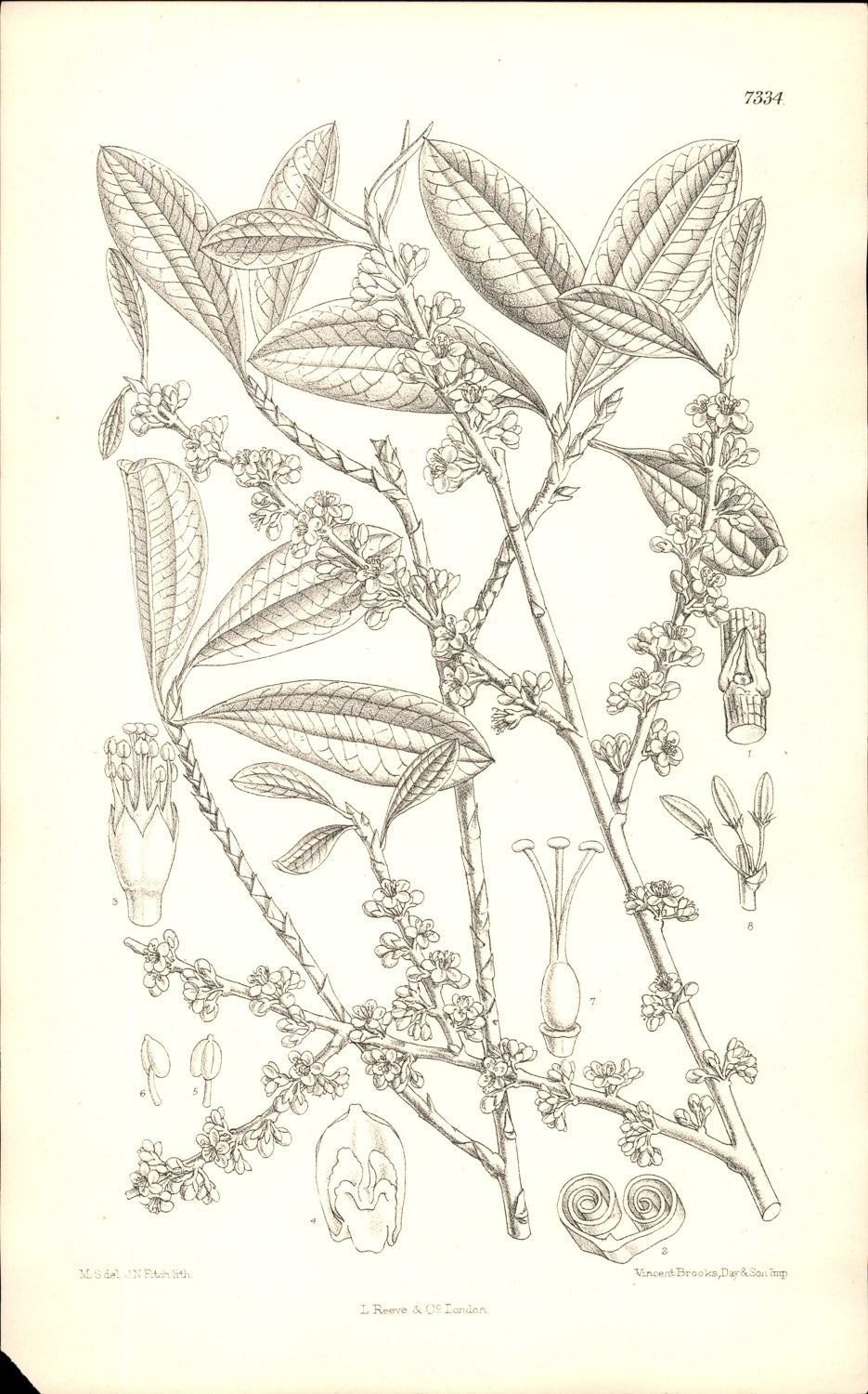Curtis Botanical – Plate 7334 – —