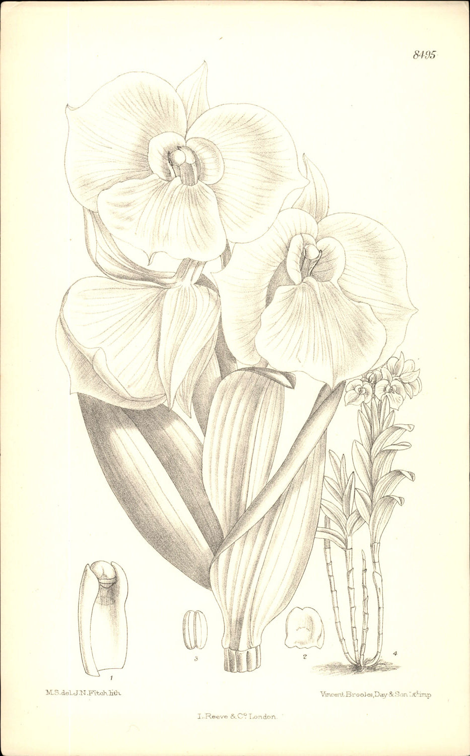 Curtis Botanical – Plate 8495 – Schütz's White Dendrobium