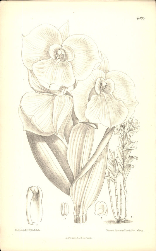 Curtis Botanical – Plate 8495 – Schütz's White Dendrobium
