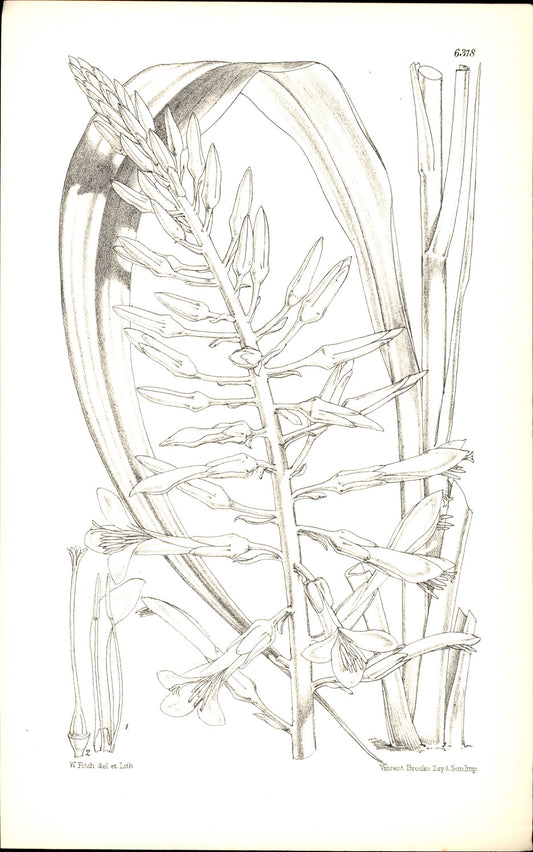 Curtis Botanical – Plate 6318 – Yellow Pitcairnia / Yellow Bromeliad
