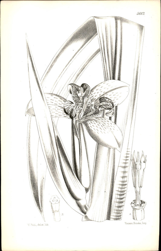 Curtis Botanical – Plate 5612 – Blue Cypella / Blue Tiger Flower