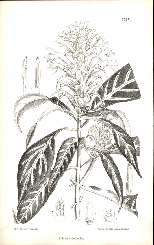 Curtis Botanical – Plate 6627 – Yellow Zebra Plant