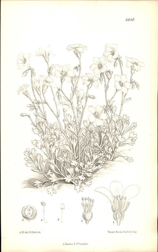 Curtis Botanical – Plate 6640 – Campo's Saxifrage